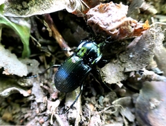 Abax parallelepipedus