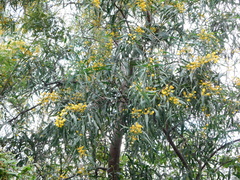 Acacia retinodes