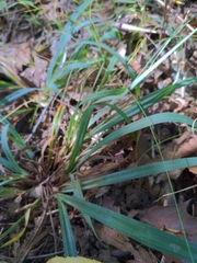 Carex glaucodea