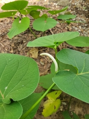 Piper auritum