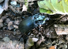 Abax parallelepipedus