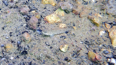 Gobius bucchichi