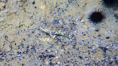 Gobius cobitis