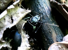 Abax parallelepipedus