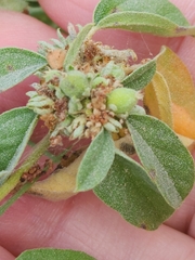 Croton monanthogynus