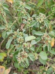 Croton monanthogynus