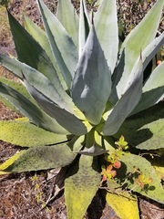 Agave parvidentata