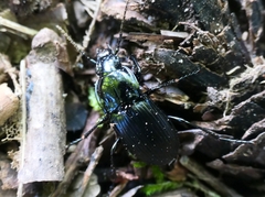 Abax parallelepipedus