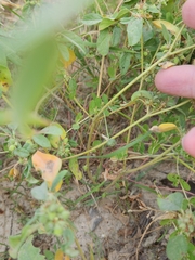 Croton monanthogynus