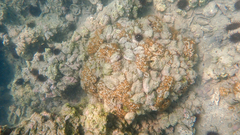 Cladocora caespitosa