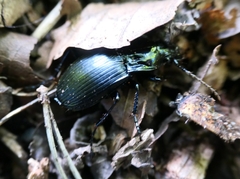 Abax parallelepipedus