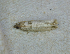 Notocelia culminana