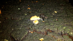 Tubifera