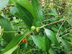 Stillingia sylvatica