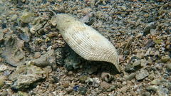 Pholas dactylus