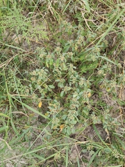 Croton monanthogynus
