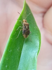 Stictopleurus punctatonervosus