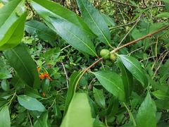 Stillingia sylvatica