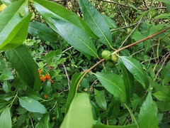 Stillingia sylvatica