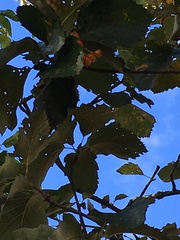 Karpatiosorbus latifolia