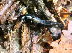 Raphirus