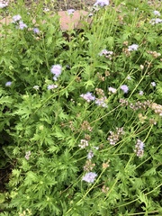 Conoclinium dissectum