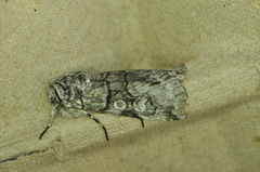 Sympistis chionanthi
