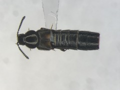 Aleochara lacertina