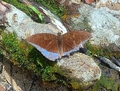 Tanaecia iapis