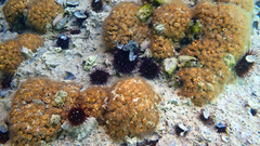 Cladocora caespitosa