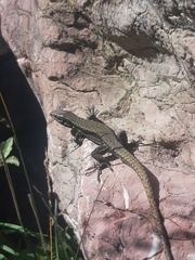 Podarcis muralis