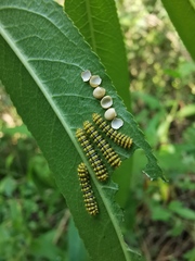 Stillingia sylvatica