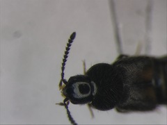 Aleochara lacertina