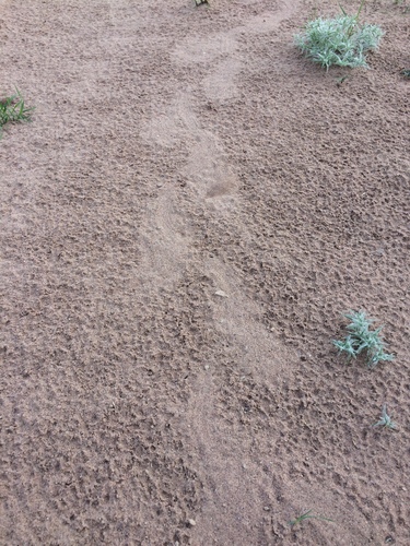 iNaturalist observation 2018-08-21