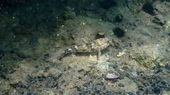 Gobius cobitis