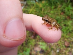 Pseudacris brachyphona