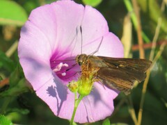 Asbolis capucinus