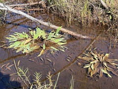 Orontium aquaticum