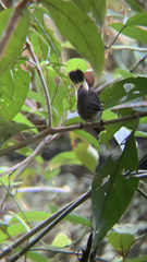 Myiothlypis fulvicauda