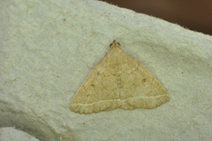 Zanclognatha marcidilinea