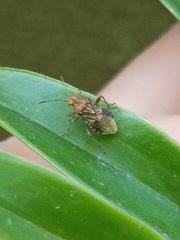 Stictopleurus punctatonervosus