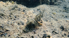 Gobius niger