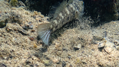 Gobius niger