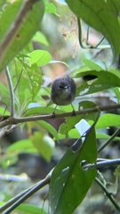 Myiothlypis fulvicauda