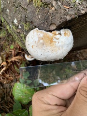 Spongiporus leucospongia