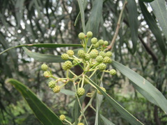 Acacia retinodes