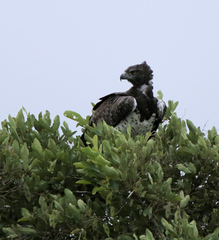 Polemaetus bellicosus