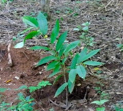 Annona longiflora
