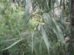 Acacia retinodes