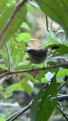 Myiothlypis fulvicauda
